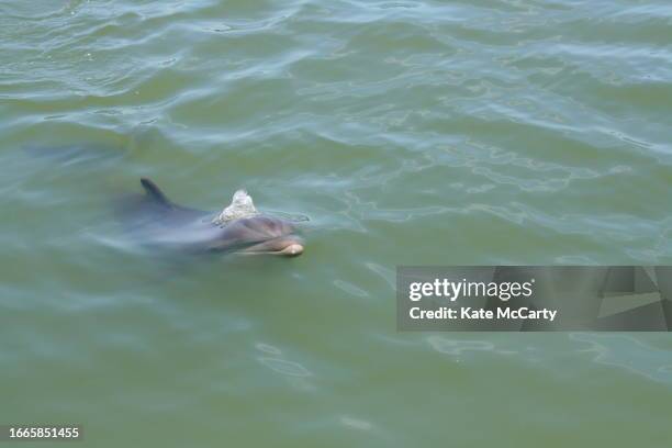 dolphin - undersea world stock pictures, royalty-free photos & images