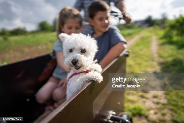 kids and dog riding in cargo bike - multi generational family with pet stock pictures, royalty-free photos & images