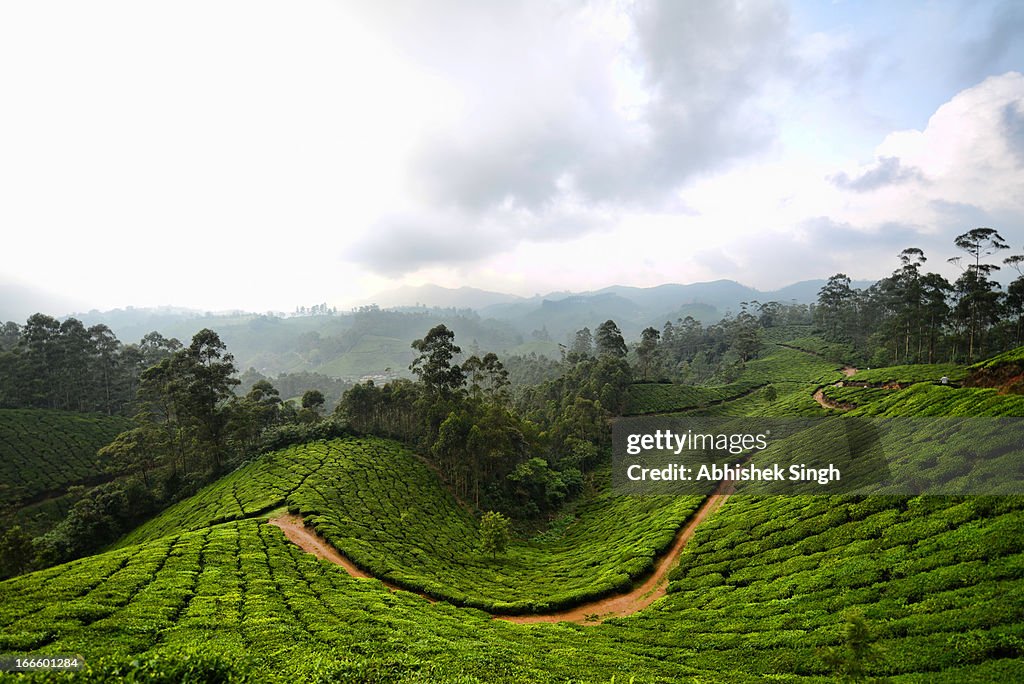 Tea Gardens