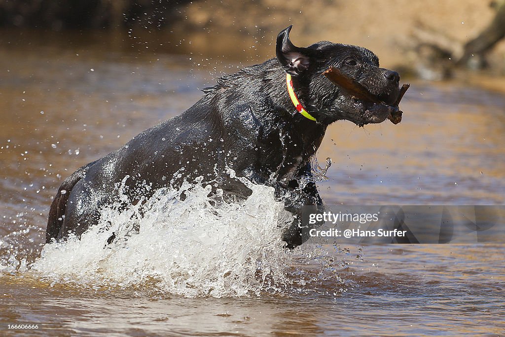 Wet Black Labrador!