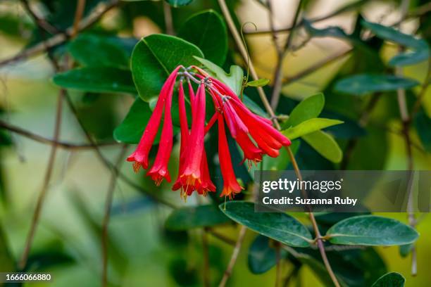coral honeysuckle - honeysuckle stock pictures, royalty-free photos & images