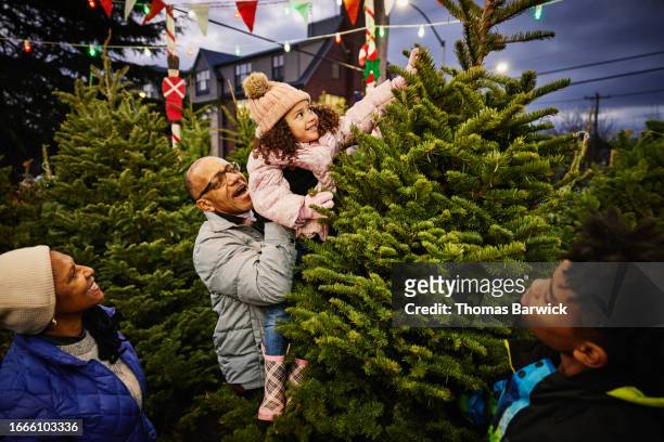 wide shot grandfather lifting girl to touch top of christmas tree - christmas tree detail stock pictures, royalty-free photos & images