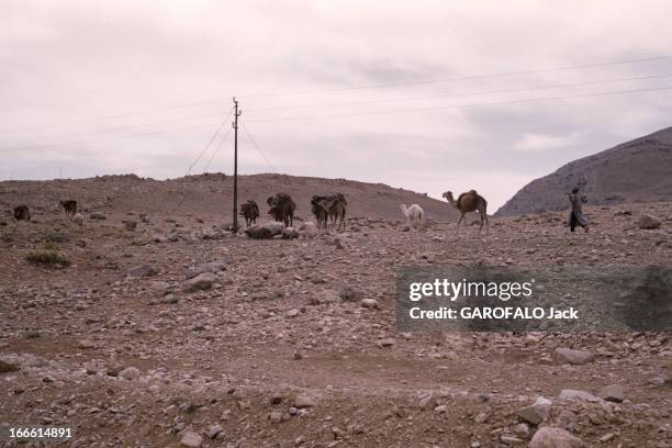 The Life Of Farmers In Iran. Iran- période 1960 - Vie paysanne dans les montagnes ou plaines arides. Sur des crêtes rocailleuses, un chamelier à pied...