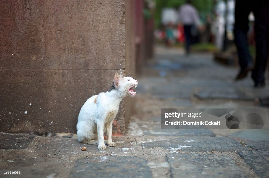 Crying cat