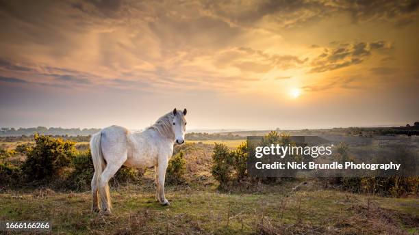 new forest pony, brockenhurst, hampshire, uk. - heather grey stock pictures, royalty-free photos & images