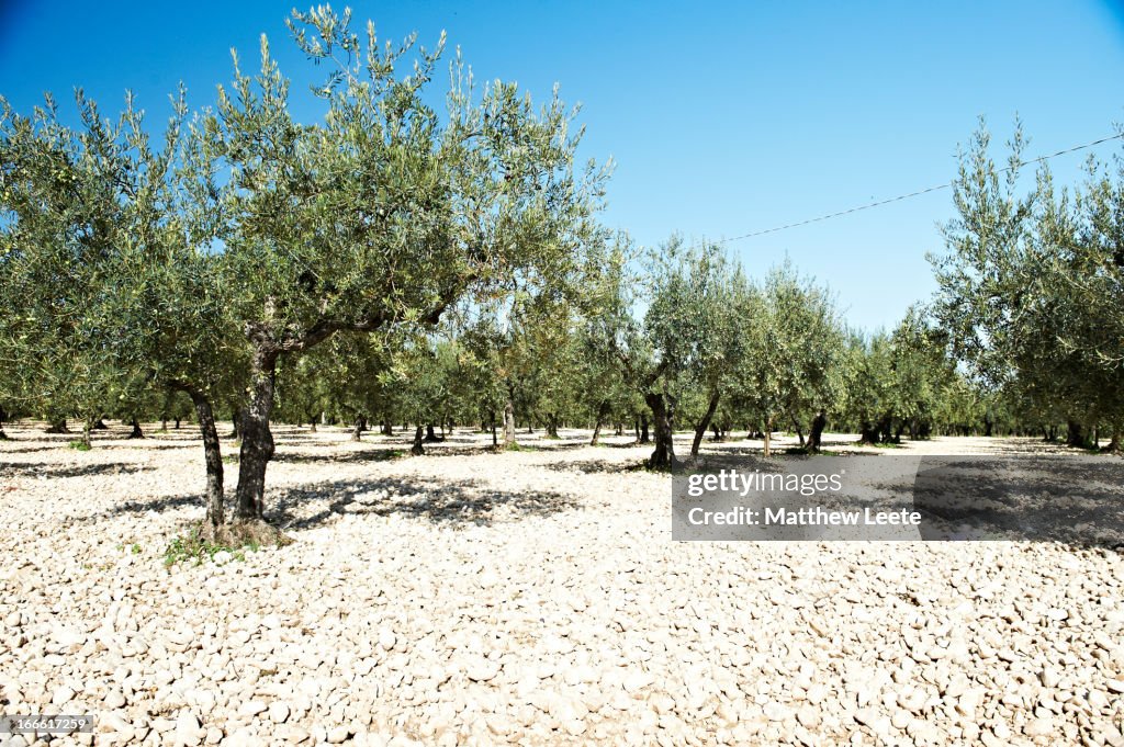 Olive grove
