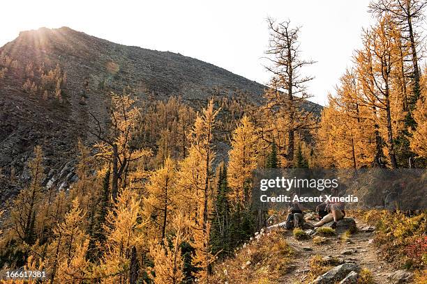 hikers rest alongside path in autumn larches - sun flare couple stockfoto's en -beelden