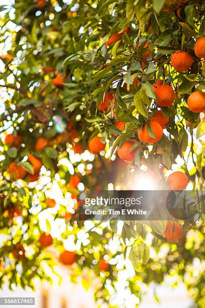 orange tree seville, spain - orange tree stock-fotos und bilder