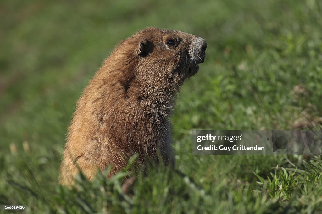 Close-up of ground hog in grass meadow