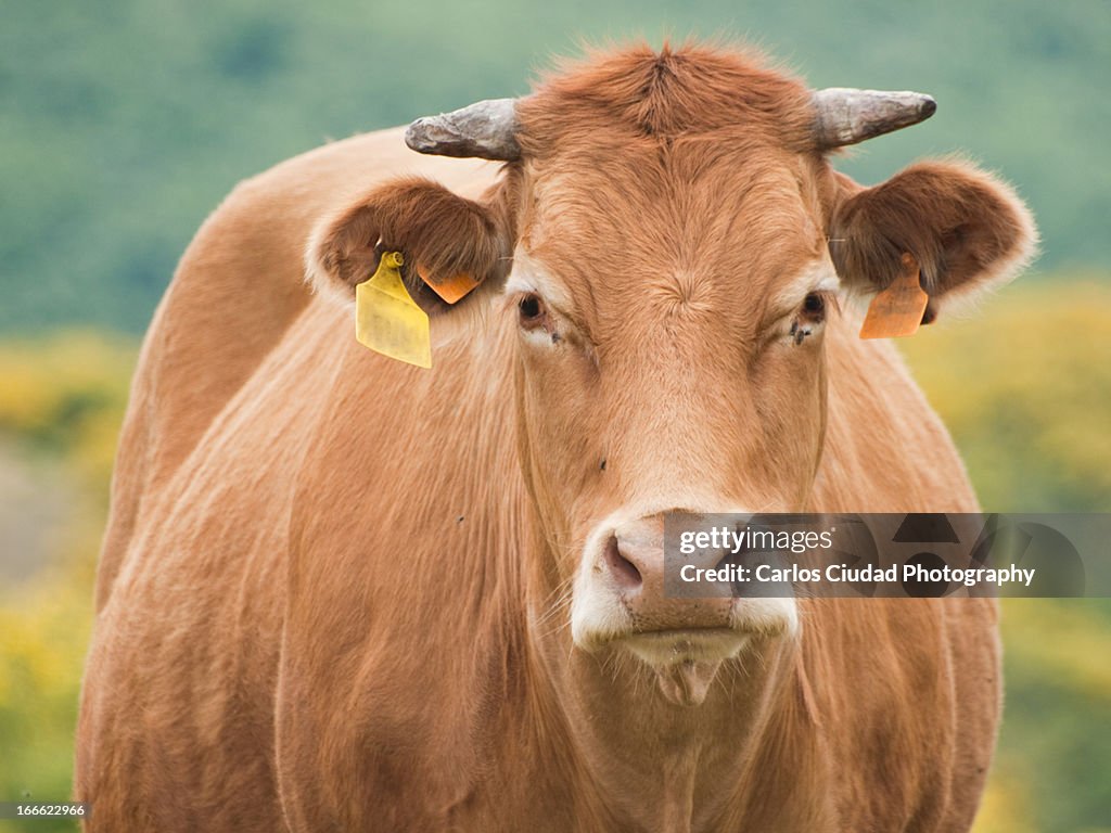 Huge cow staring at the camera