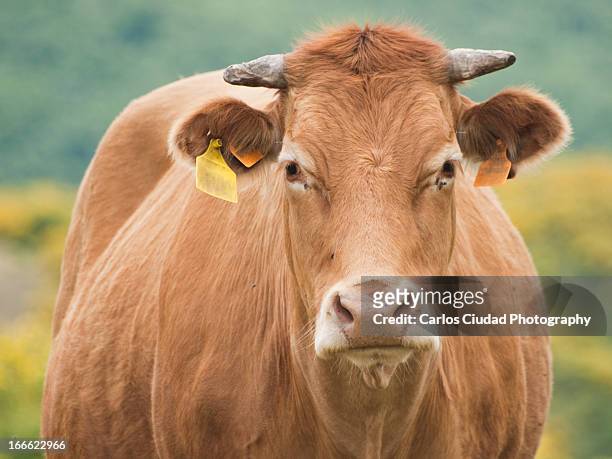 huge cow staring at the camera - castilla y león stock pictures, royalty-free photos & images