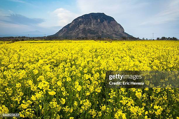 rapeseed blossoms on jeju island - jeju island 個照片及圖片檔