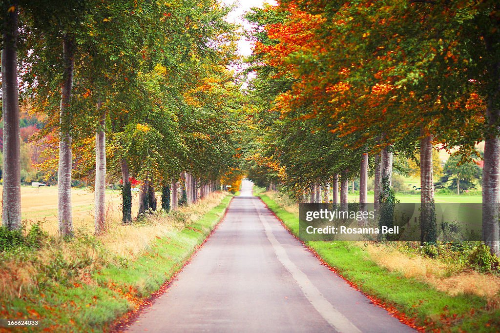 Stunning Long Autumn Avenue of Beech Trees