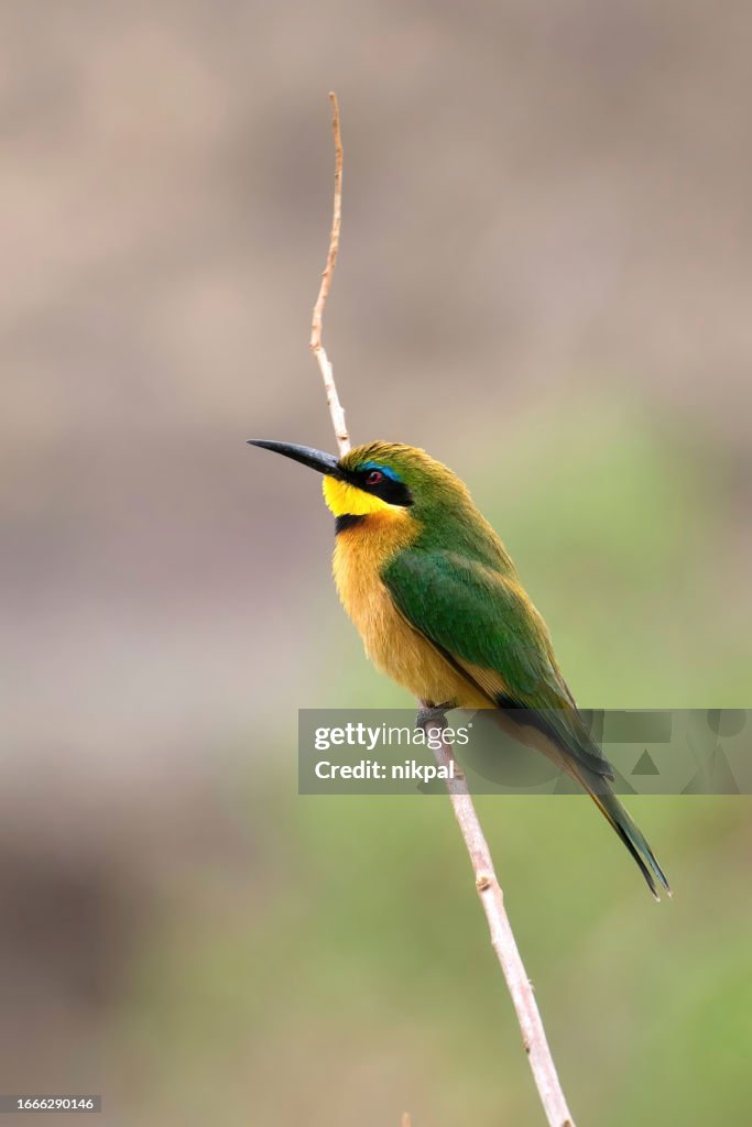 Bee eater portrait at Lake Manyara Tanzania