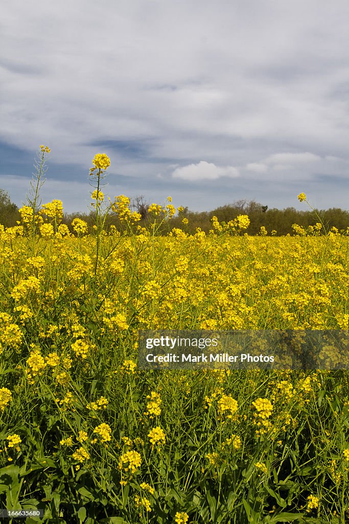 Field of Mustard Flowers