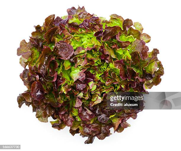 oak leaf lettuce - leaf lettuce stockfoto's en -beelden