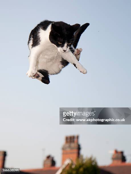 flying cat - flying cat stock pictures, royalty-free photos & images