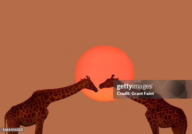 two giraffe. - animals kissing stockfoto's en -beelden