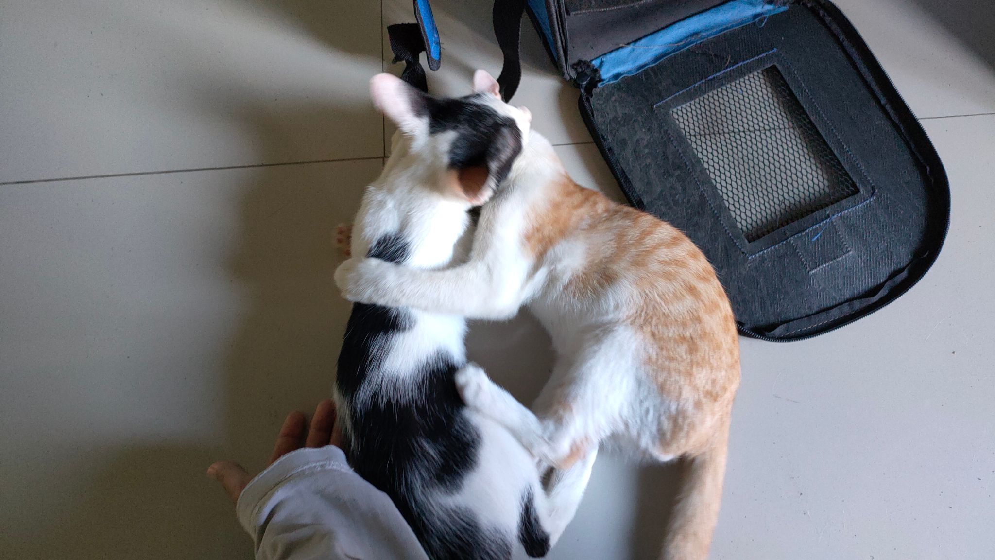 pet acclimating