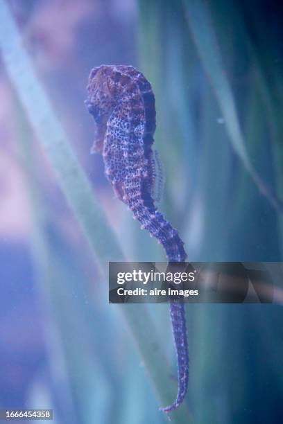 close up view of sea horse( hippocampus) animal underwater in aquarium - cleaner fish stock pictures, royalty-free photos & images