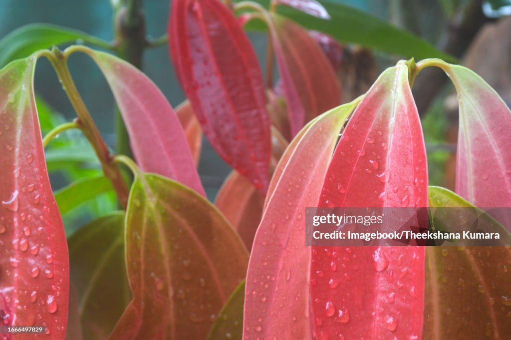 Fresh red colored leaves on Cinnamon Tree
