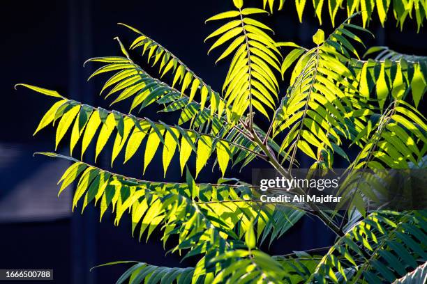 eastern black walnut - pecan tree bildbanksfoton och bilder