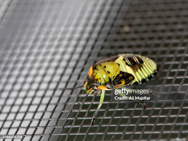 High Res Insect Screen Bitmap Bug Screen Window Photos and Premium High Res Pictures - Getty Images