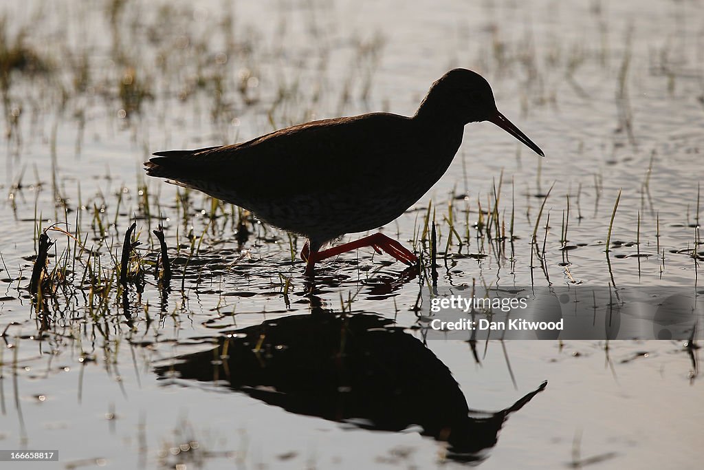 Bird Life At Elmley Marshes