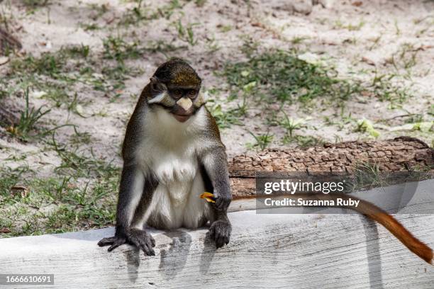 Guenon Library 108 Guenon Stock Photos, High-Res Pictures, and Images - Getty Images