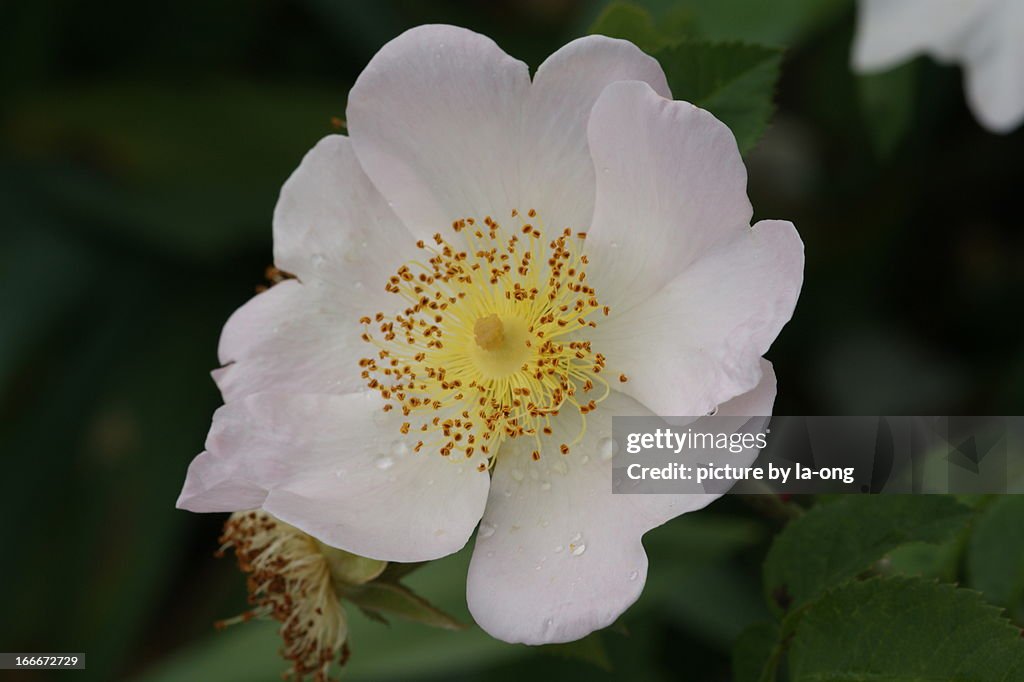 White wild rose