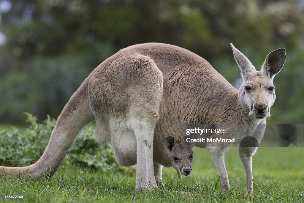 Kangaroo and Joey