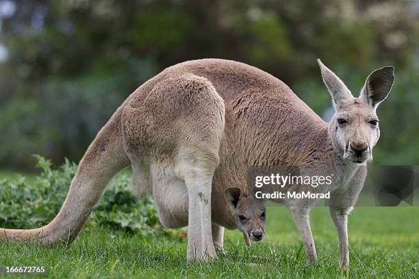 kangaroo and joey - joey stock pictures, royalty-free photos & images