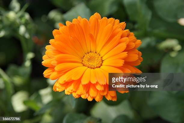 orange calendula - corn marigold stock pictures, royalty-free photos & images