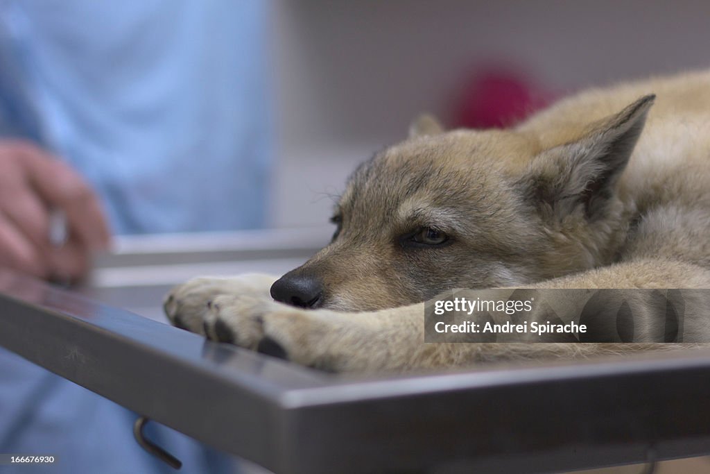 Czech shepherd puppy on the vet's table