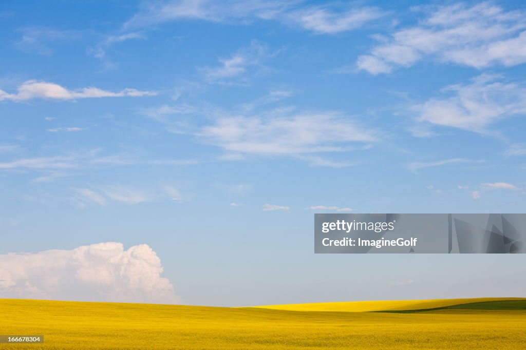 Canola Field in Alberta