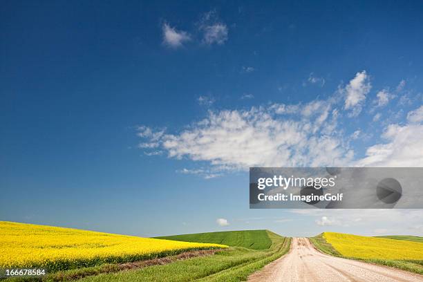 lone road through the fields of canola - prairie stockfoto's en -beelden