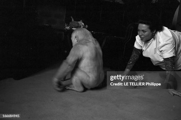 Snowflake The Albino Gorilla. Le 3 mars 1967 en Espagne, le gorille blanc albinos de 18 mois avec l'épouse du docteur Luera, le directeur du zoo de...