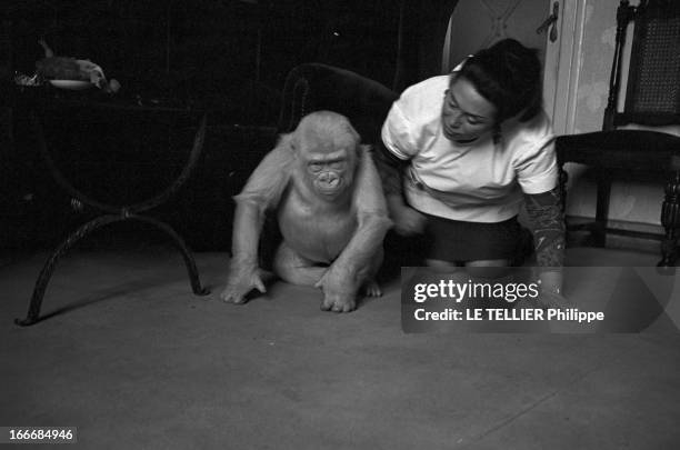 Snowflake The Albino Gorilla. Le 3 mars 1967 en Espagne, le gorille blanc albinos de 18 mois avec l'épouse du docteur Luera, le directeur du zoo de...