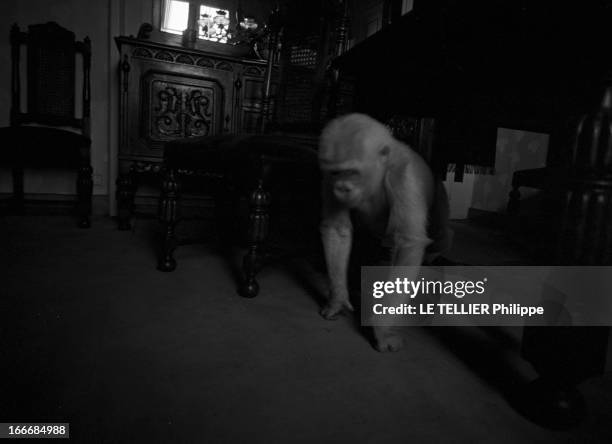 Snowflake The Albino Gorilla. Le 3 mars 1967 en Espagne, le gorille blanc albinos de 18 mois, dans la maison du docteur Luera, le directeur du zoo de...