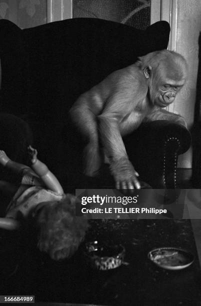 Snowflake The Albino Gorilla. Le 3 mars 1967 en Espagne, le gorille blanc albinos de 18 mois sur un fauteuil, dans la maison du docteur Luera, le...