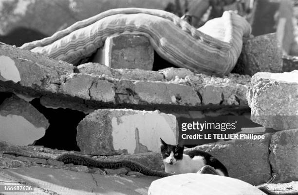 Earthquake In Agadir. Au Maroc, dans la ville d'Agadir, les dégâts causés par le séïsme du 29 février 1960 : un chat couché parmi les décombres, dont...