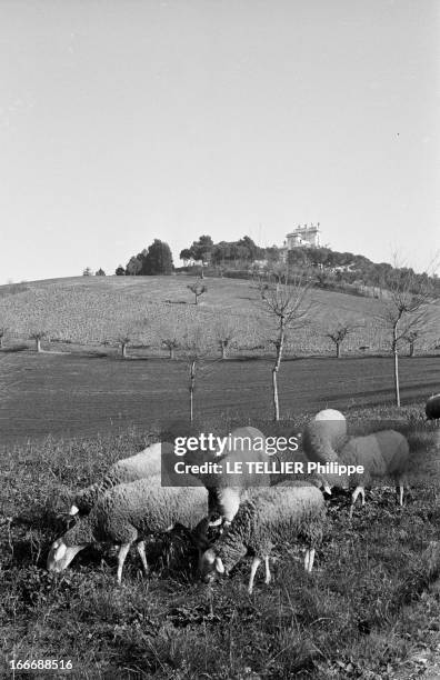 The Villa Of Beniamino Gigli Near Recanati. En Italie, près de Recanati - 26 décembre 1957 - Des moutons paissant dans un champs appartenant au tenor...