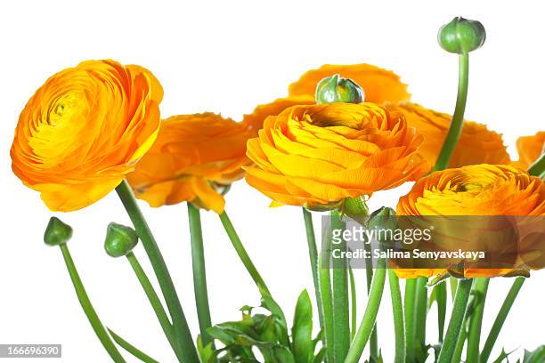 orange ranunkulus - buttercup family stock pictures, royalty-free photos & images