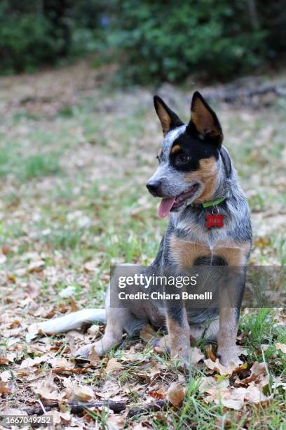 australian cattle dog puppy - australischer-schäferhund stock-fotos und bilder