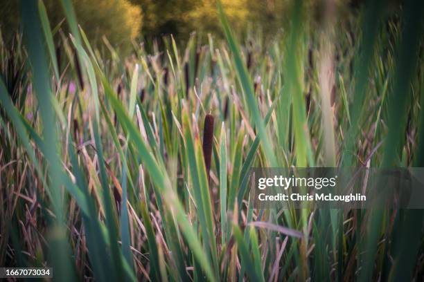 Bull Rushes Seed Exploded 3,654 Bull Rushes Stock Photos, High-Res Pictures, and Images - Getty ...