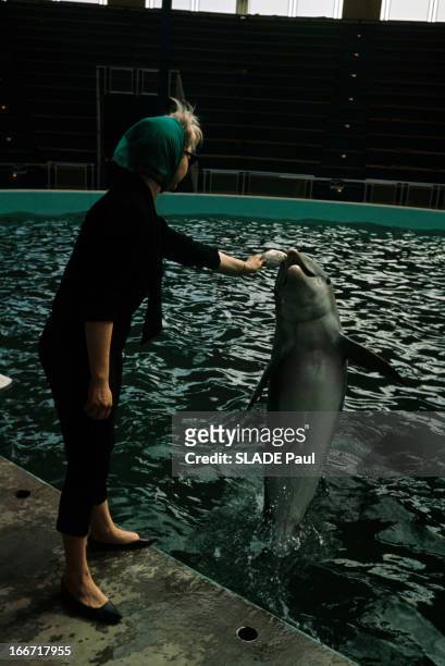 Trained Dolphin In A Basin In Florida. En Floride, une femme avec un foulard sur la tête et des lunettes de soleil, donnant un poisson à un dauphin...