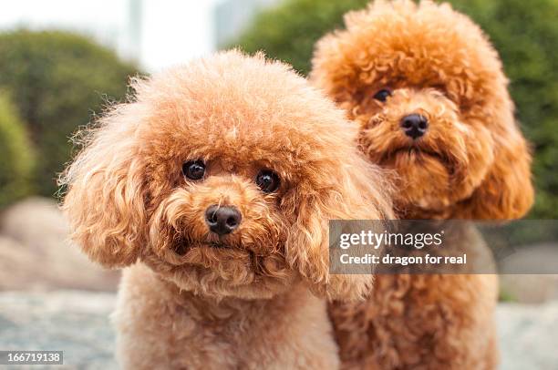 two friendly dog. - miniature poodle fotografías e imágenes de stock