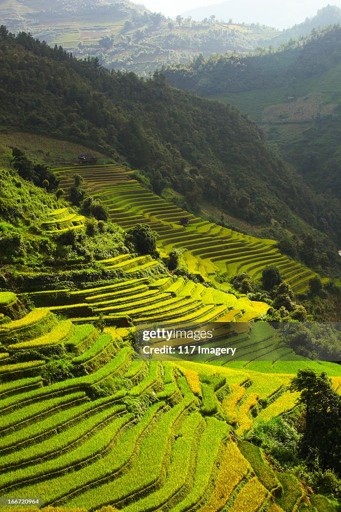 Rice terraces in Mu Cang Chai, North Vietnam