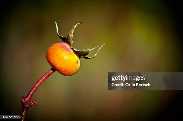 Red Roses Pod 19 Portland Food Pod Stock Photos, High-Res Pictures, and Images ...