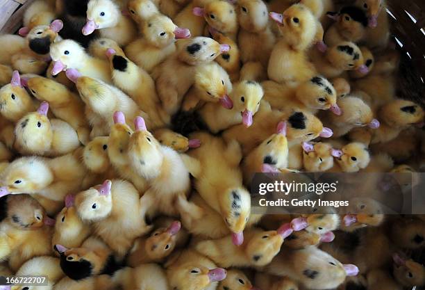Ducklings are seen at a poultry farm on April 14, 2013 in Zhangzhou, China. China on Monday confirmed three new cases of H7N9 avian influenza,...